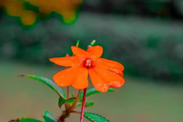 Petite Fleur Hémosa Focalisée Couleur Orange — Photo