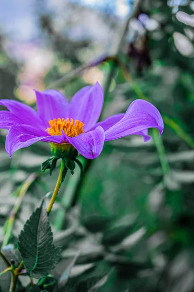 Fleur Violette Aux Feuilles Vertes — Photo