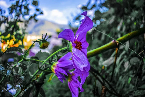 Grandes Fleurs Avec Tige Verte — Photo