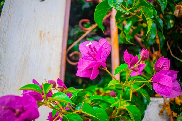 Bella Casa Rosa Fiori Valco Con Rami Emrosi — Foto Stock