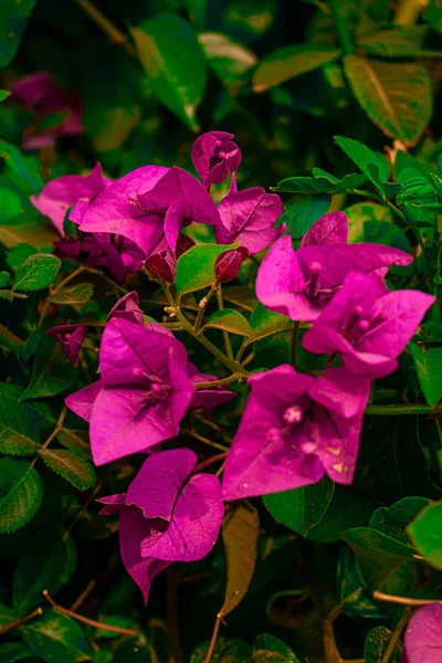 Natürliche Bougainvillea Blume Mit Blättern — Stockfoto
