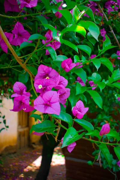 Ροζ Λουλούδι Πράσινα Φύλλα — Φωτογραφία Αρχείου
