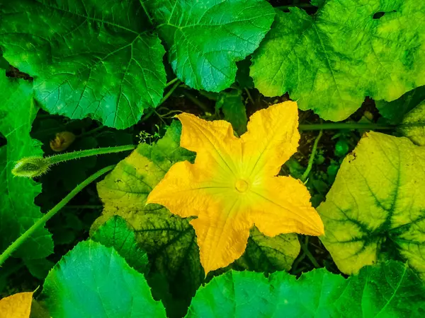 Bela Flor Natural Grande Fruto Amarelo — Fotografia de Stock