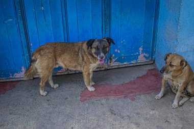 Kahverengi köpek mavi arka planda