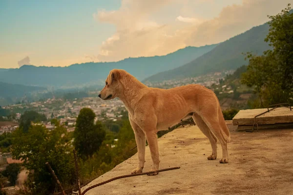 Yellow dog with bowl valley background