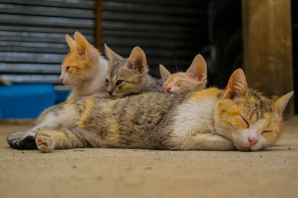 Schöne Katzen Sitzen Mit Ihrer Mutter — Stockfoto