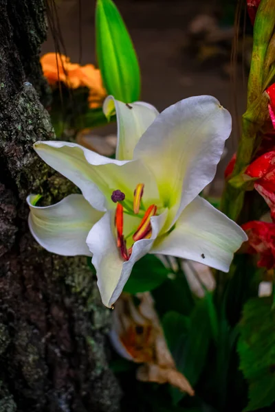 Mooie Witte Bloem Cajola — Stockfoto