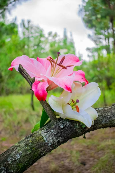 Laten Wit Rood Bloeien — Stockfoto