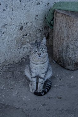 Beyaz arka planda oturan güzel gri kedi