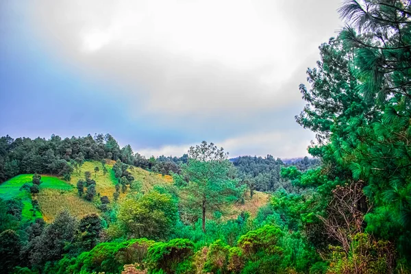 Wald Mit Bergen Bei Grauem Bewölkten Wetter — Stockfoto