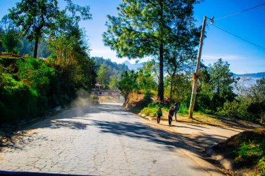 Ağaçlarla dolu güzel bir yol.