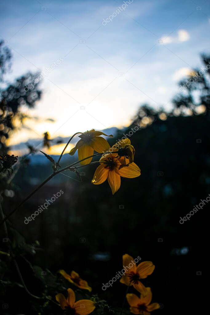 beautiful small yellow flower with black background