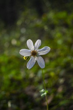 Doğal yeşil arkaplanı olan güzel beyaz çiçek.