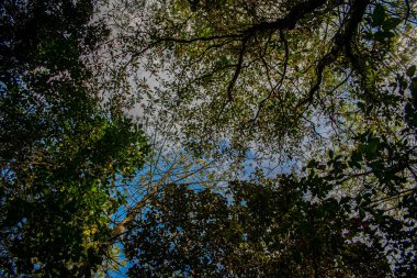 Gökte ağaç dalları Güzel dokular