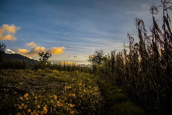 Feld Mit Sonnenuntergang Und Gelben Blumen — Stockfoto