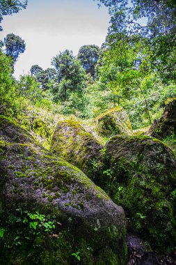 Yeşil yosunlu kayalar ve ağaçlı orman