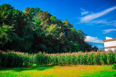 Mısır ekili, ağaçlı tarla manzarası