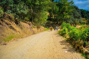 Ormanda insanların ve atların yolu.