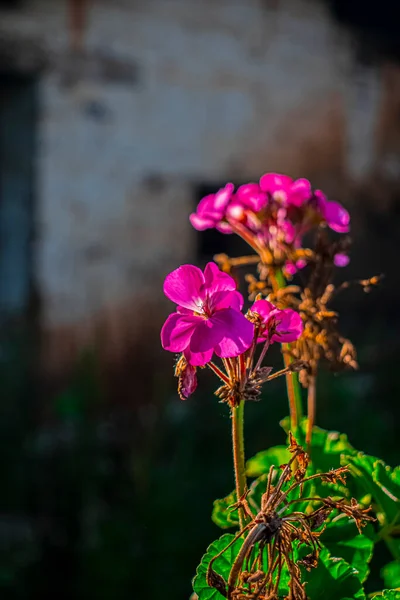 Bela Flor Rosa Folhas Verdes — Fotografia de Stock