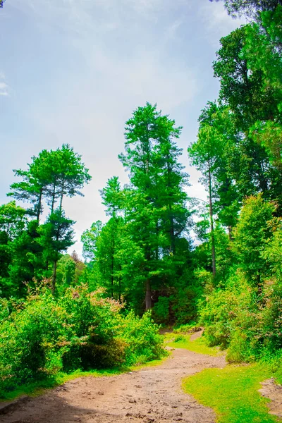 Красиві Зелені Дерева Доріжкою Посередині — стокове фото