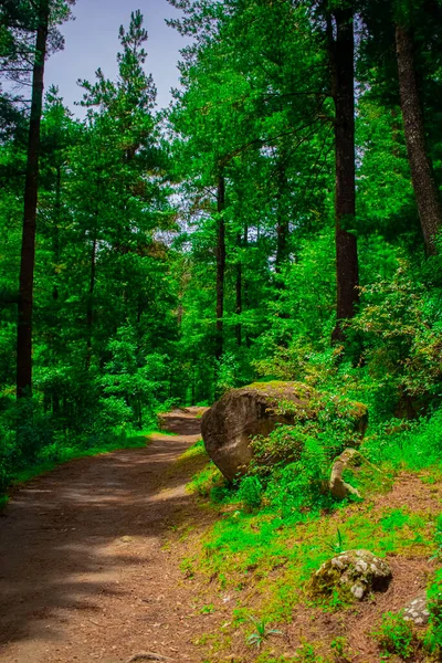 Ліс Доріжкою Великими Деревами Гілками — стокове фото