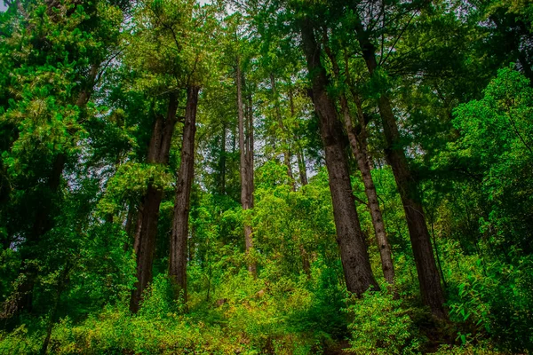 Krajobraz Leśny Drzewami Dużych Gałęziach — Zdjęcie stockowe