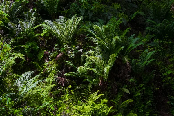 메마른 과아름다운 풍경을 식물들 — 스톡 사진