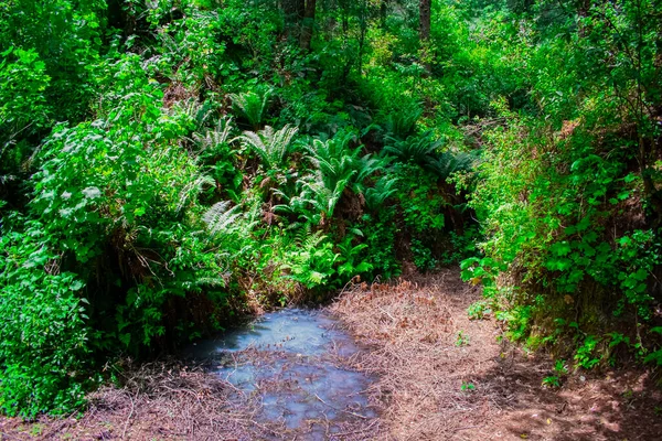 Água Nascente Floresta Com Plantas — Fotografia de Stock