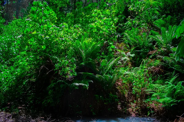 Plantas Verdes Con Árboles Verdes Hermoso Paisaje —  Fotos de Stock