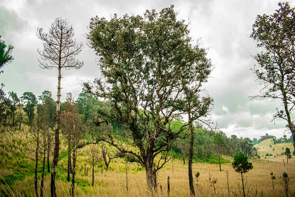 Pohon Besar Dengan Daun Hijau Dan Latar Belakang Awan — Stok Foto