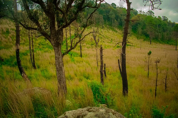 Pohon Kering Dengan Rumput Kering Dan Hijau Dengan Hutan — Stok Foto