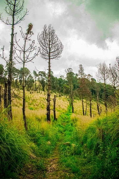 Pemandangan Awan Dengan Pohon Kering Dengan Rumput Dengan Jalan Yang — Stok Foto