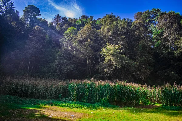 Bosque Árboles Grandes Con Cielo Azul — Foto de Stock