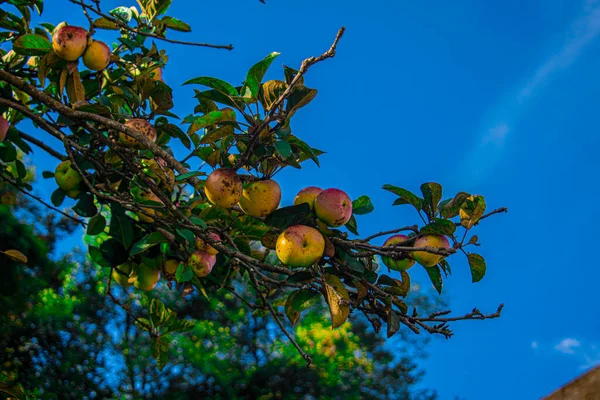 Naturlige Æbler Med Grønne Blade Gallerbaggrund - Stock-foto