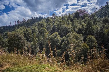 Bulutlu ve kuru ağaçlı doğal cajola.