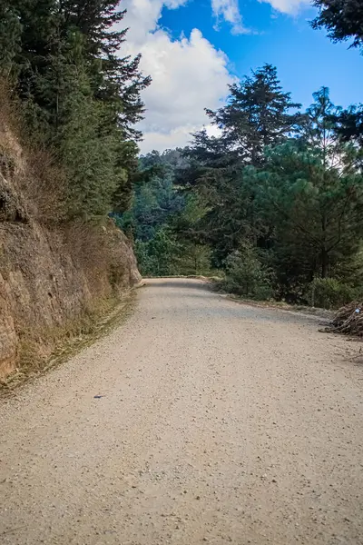 Camino Entre Bosque Pinos Con Montañas —  Fotos de Stock