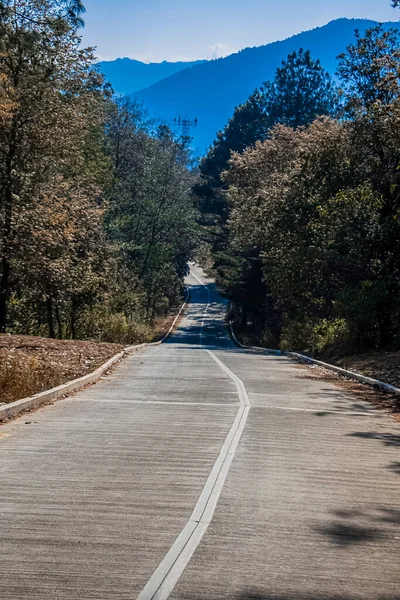 Road Green Forest Dry Trees Cajola — Stock Photo, Image