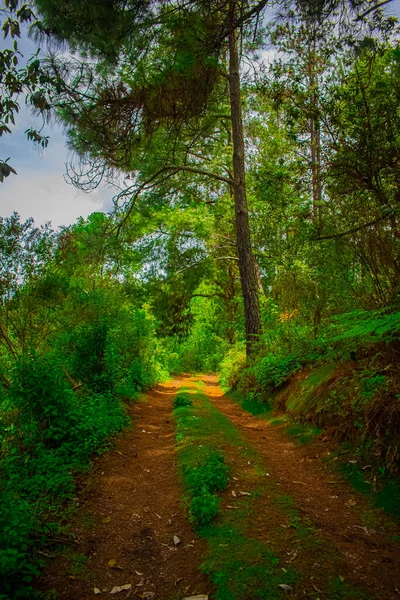 Ormanın Ortasında Güzel Bir Patika Çam Ağaçları Eşsiz Bir Manzara — Stok fotoğraf