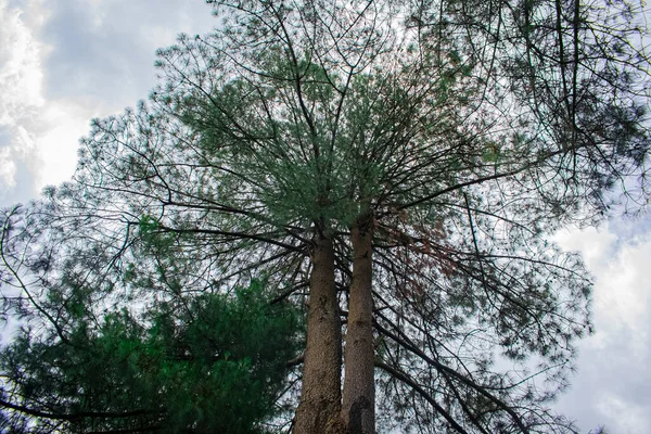 Два Соснових Дерева Зеленими Сухими Гілками — стокове фото