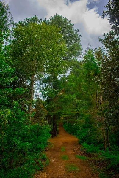 Hermoso Camino Medio Del Bosque Con Grandes Pinos Fotos de stock