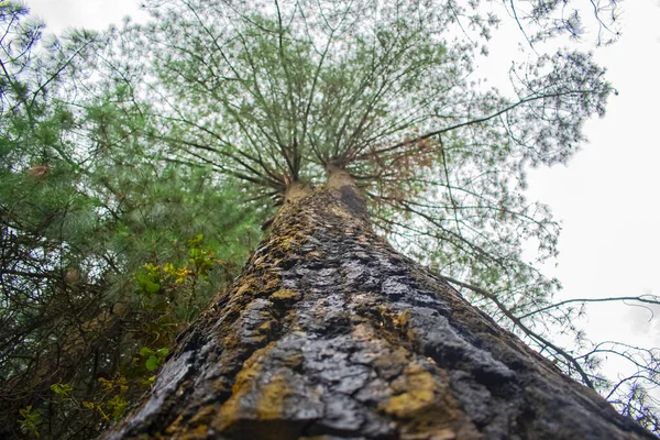 Велике Соснове Дерево Текстурами Багажнику — стокове фото
