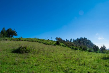 Mavi gökyüzü ve çam ormanı olan güzel bir tarla.