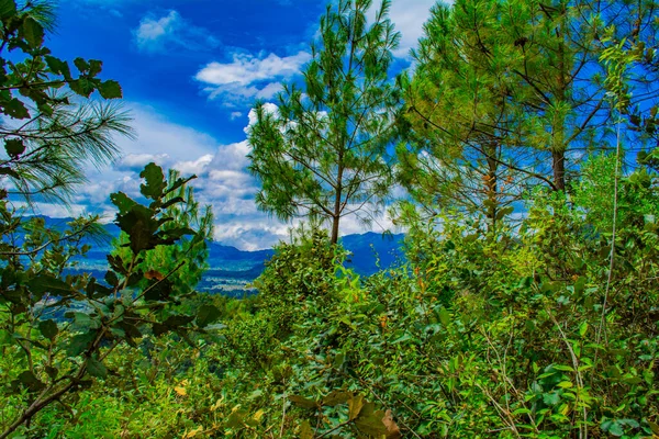 Kiefern Mit Blauem Himmel Und Berge Mit Gras — Stockfoto