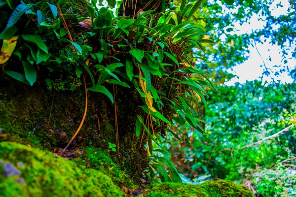 Hermosa Hoja Verde Con Musgo Tronco Con Los Árboles Fondo —  Fotos de Stock