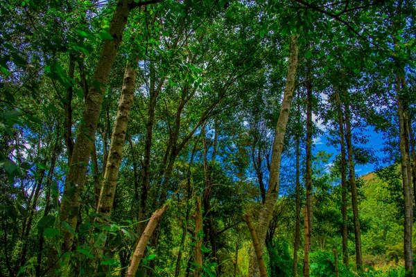 Paesaggio Alberi Verdi Con Rami Secchi Sfondo Cielo Blu — Foto Stock