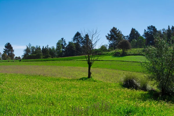 # Yeşil tarlaların ortasındaki ağaç # Uzaktaki ağaçlarla mavi gökyüzü