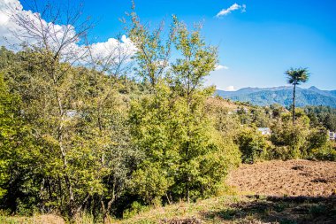 Ağaçların ve tarlanın güzel manzarası Dağlı mavi gökyüzü