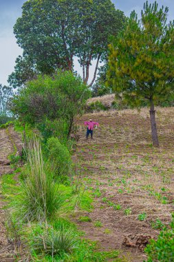 Beyaz bulutlu çam ağaçları ile güzel kuru tarla