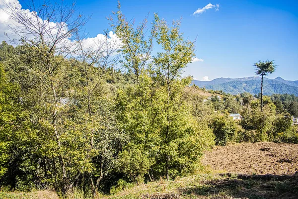 Kirschbäume Mit Trockenem Feld Und Schönem Blauen Himmel — Stockfoto