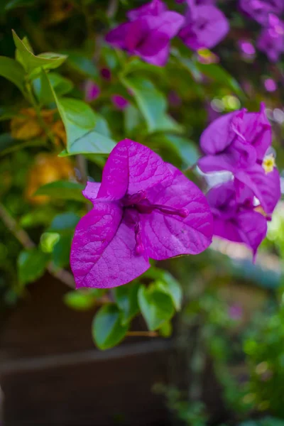 Krásná Květina Zelenými Listy Jedinečnými Texturami Zahradě — Stock fotografie